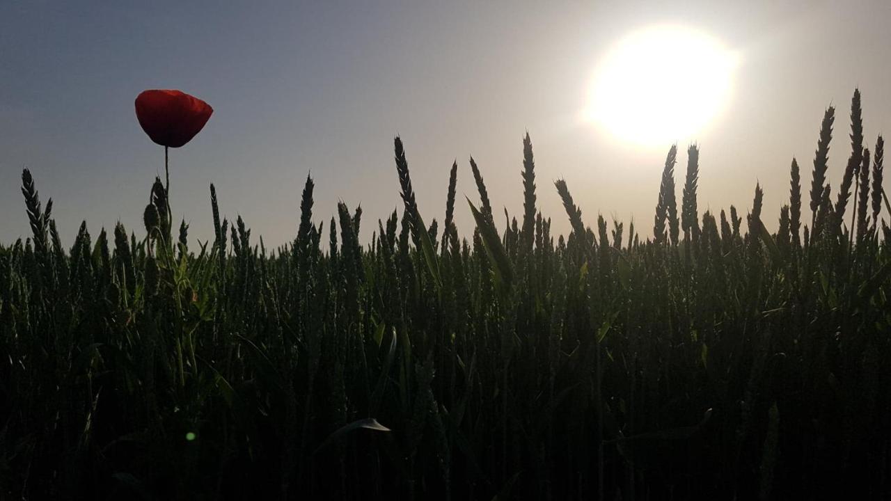 טיקוצ'ין Kurnik Polski Agroturystyka מראה חיצוני תמונה